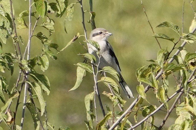 Pie-grièche boréale - ML387453151