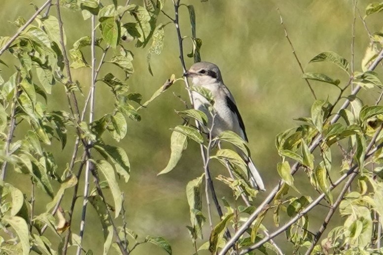 Northern Shrike - ML387453161