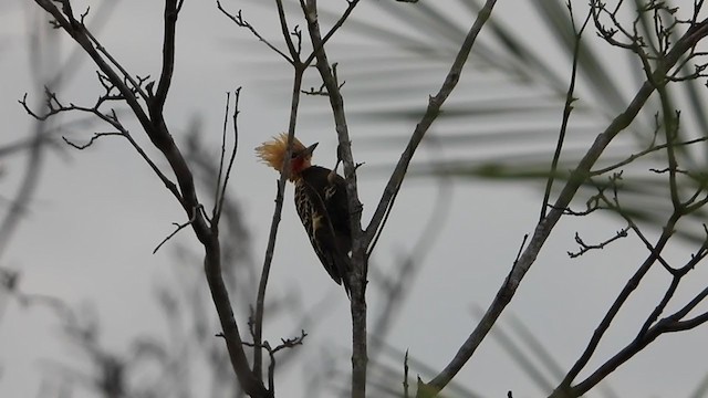 Ochre-backed Woodpecker - ML387454201