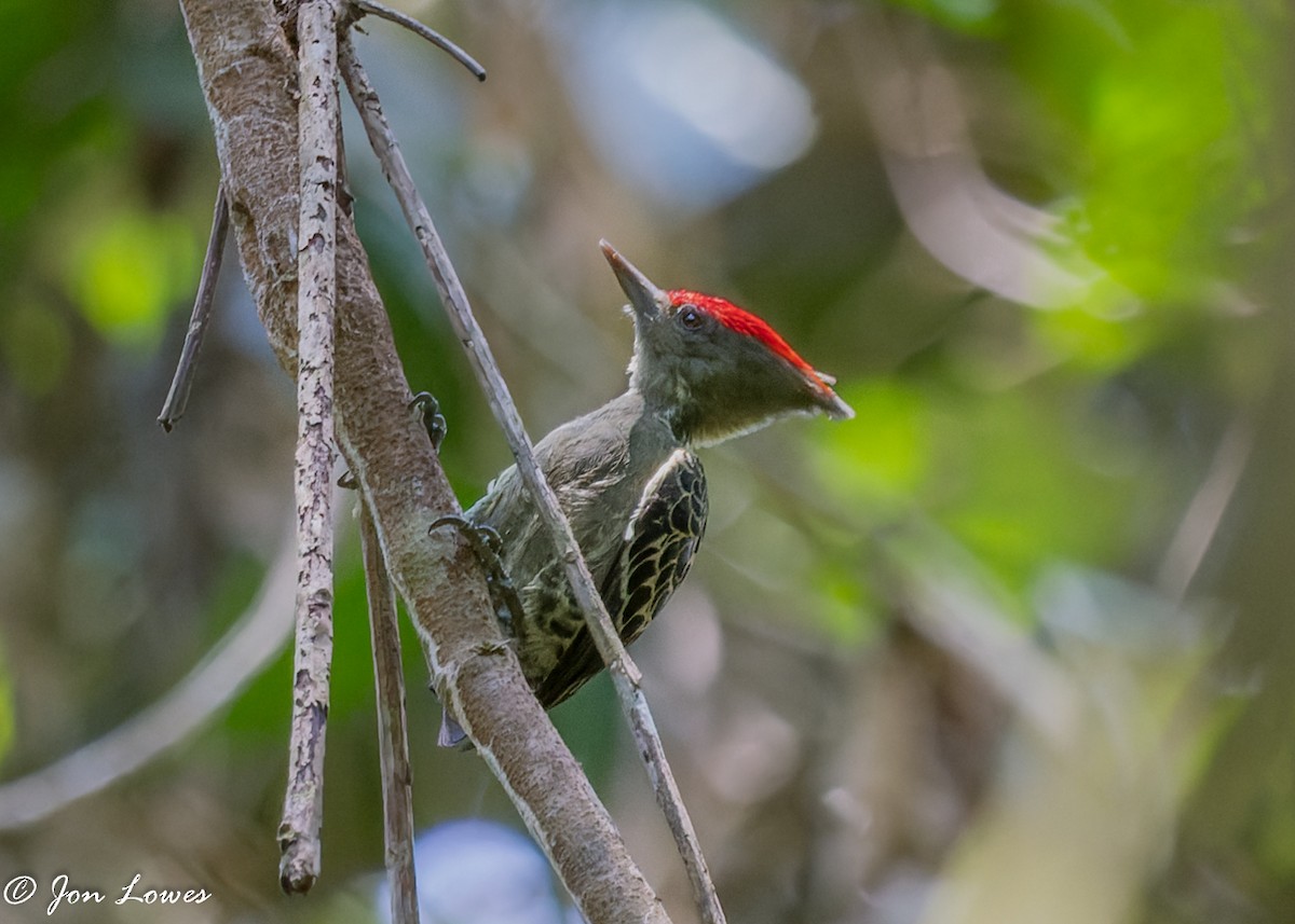 datlovec krátkoocasý (ssp. sordidus) - ML387455501