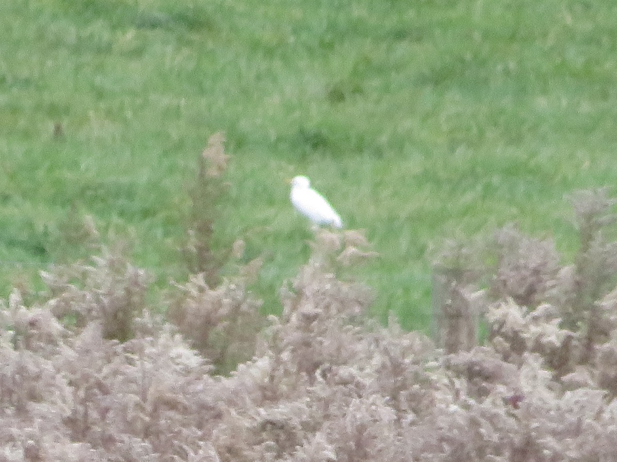 Египетская цапля - ML387456571