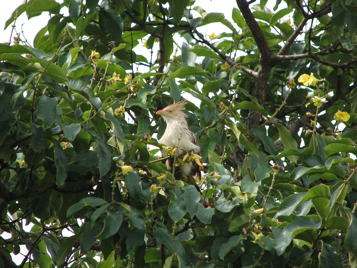 Guira Cuckoo - Pedro Diniz