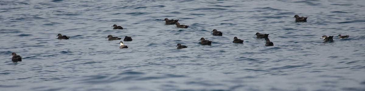 Sooty Shearwater - ML38745701