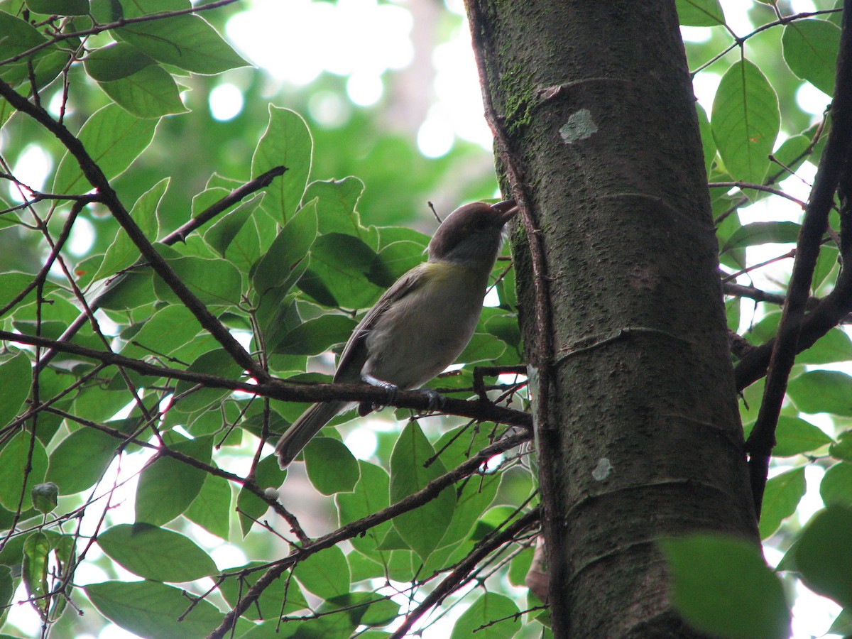 Rufous-browed Peppershrike - Pedro Diniz