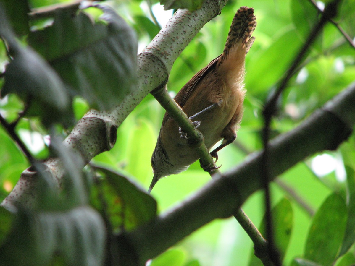 Buff-breasted Wren - Pedro Diniz