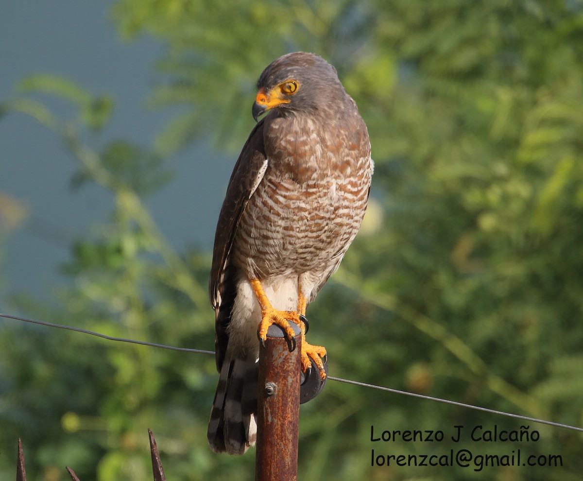 Roadside Hawk - ML387457831