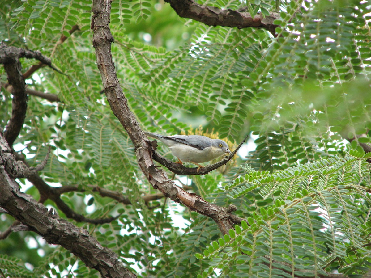 Hooded Tanager - Pedro Diniz