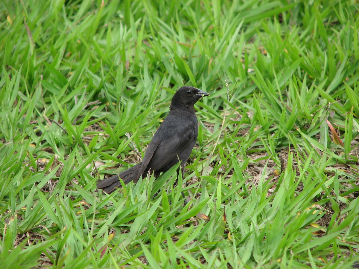 Shiny Cowbird - Pedro Diniz