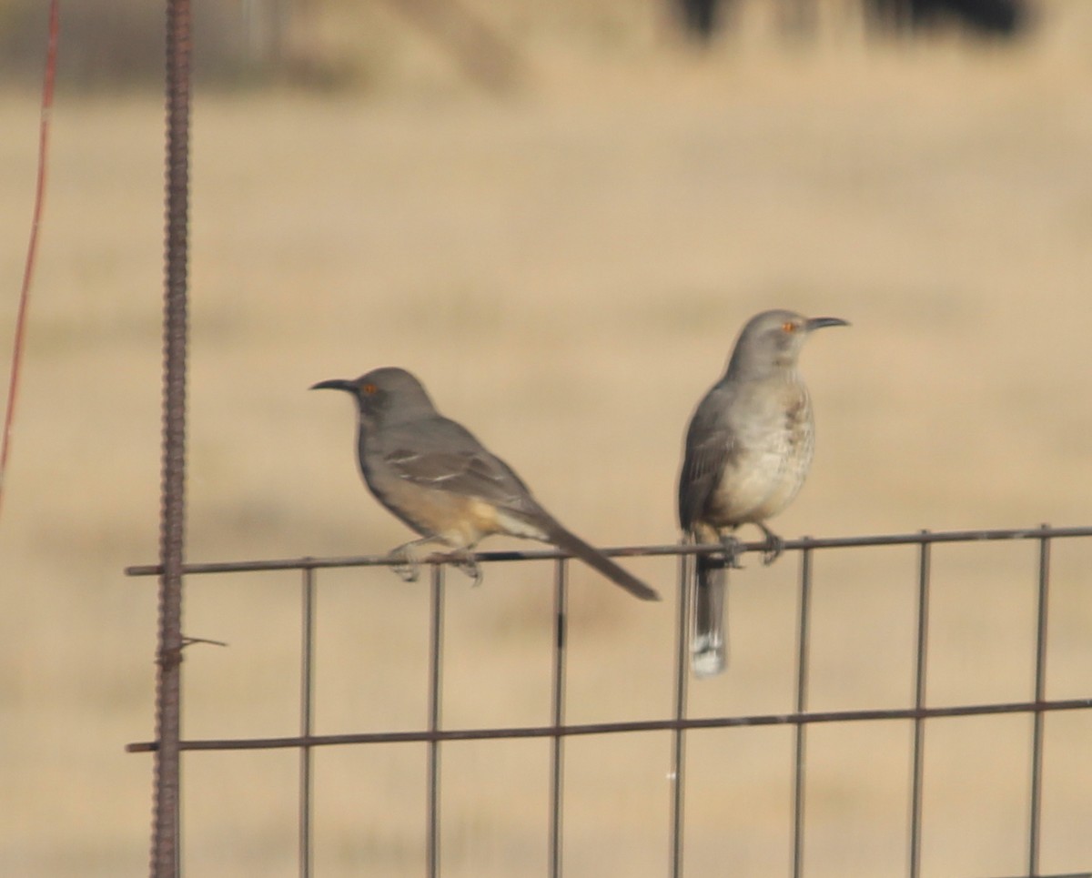 Curve-billed Thrasher - ML38745871