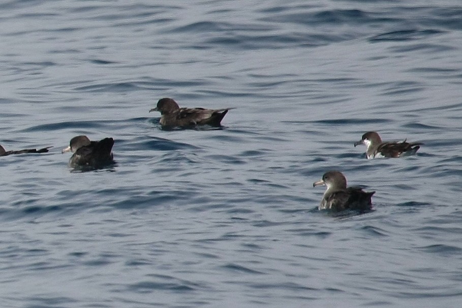 Buller's Shearwater - ML38745971