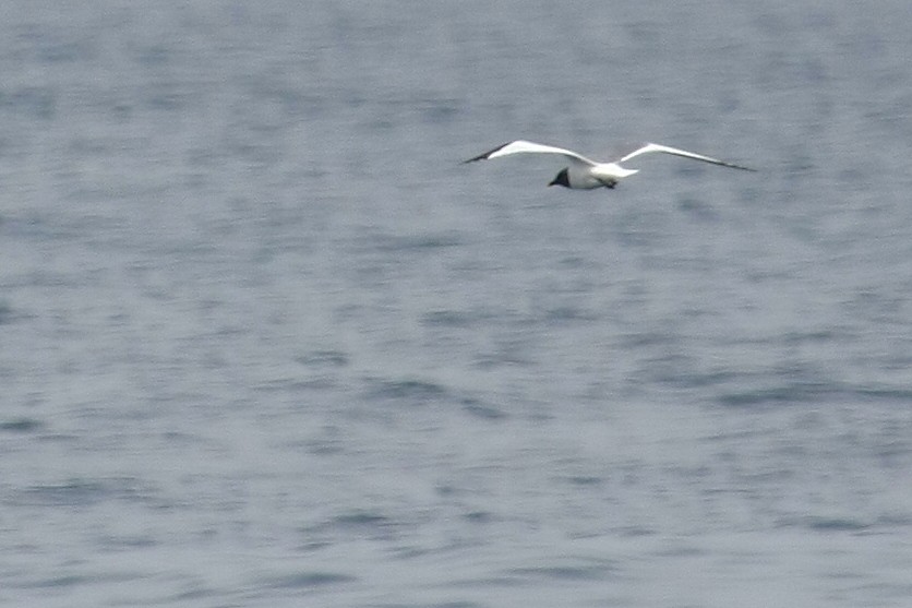 Sabine's Gull - ML38746021