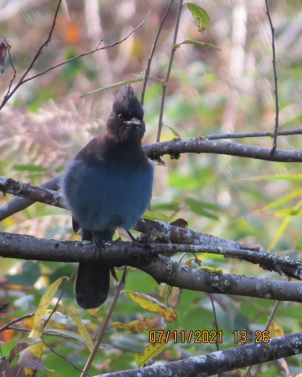 Steller's Jay - ML387460871