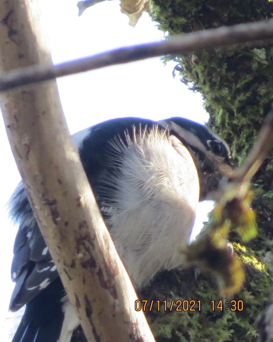Downy Woodpecker - ML387461171