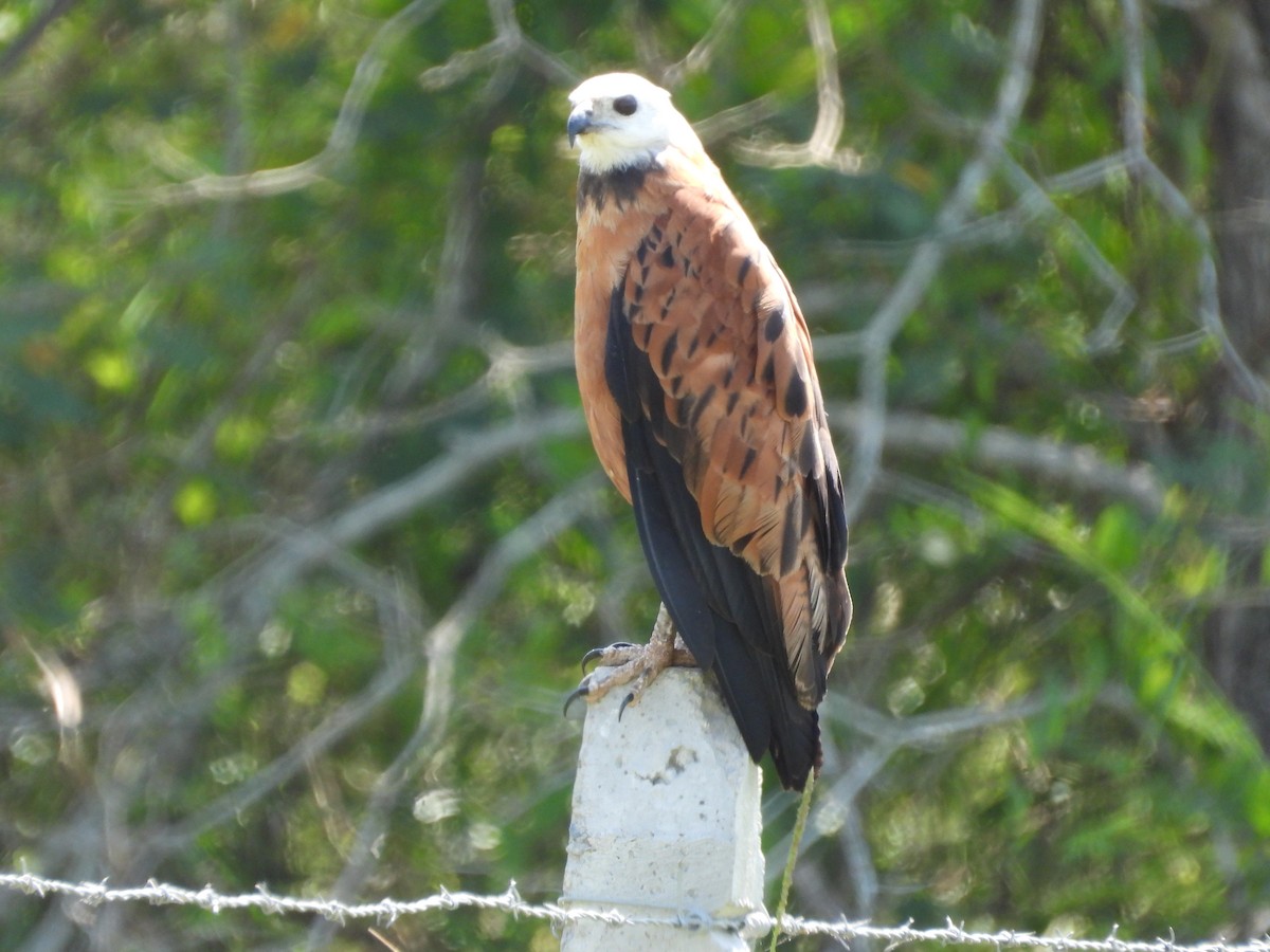 Black-collared Hawk - ML387461261