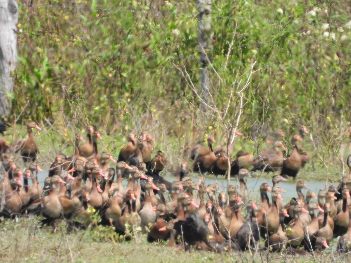 Black-bellied Whistling-Duck - Andrés Olmos Sánchez