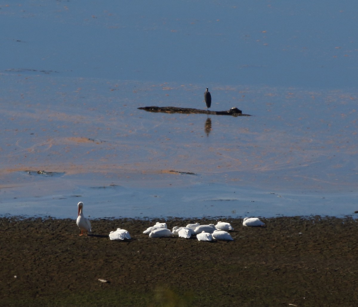 American White Pelican - ML387461771