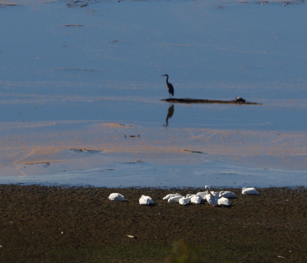 American White Pelican - ML387461981