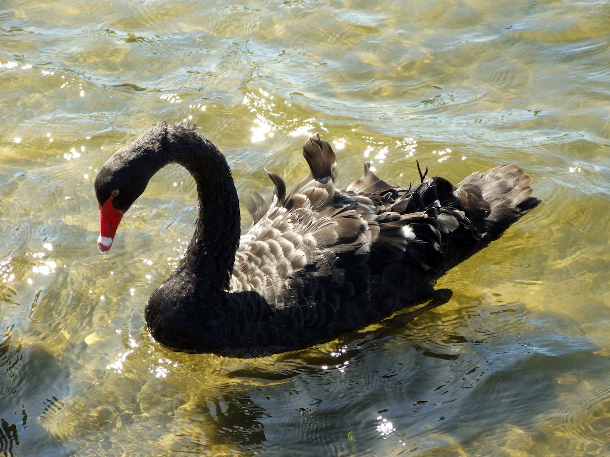 Black Swan - ML387462001
