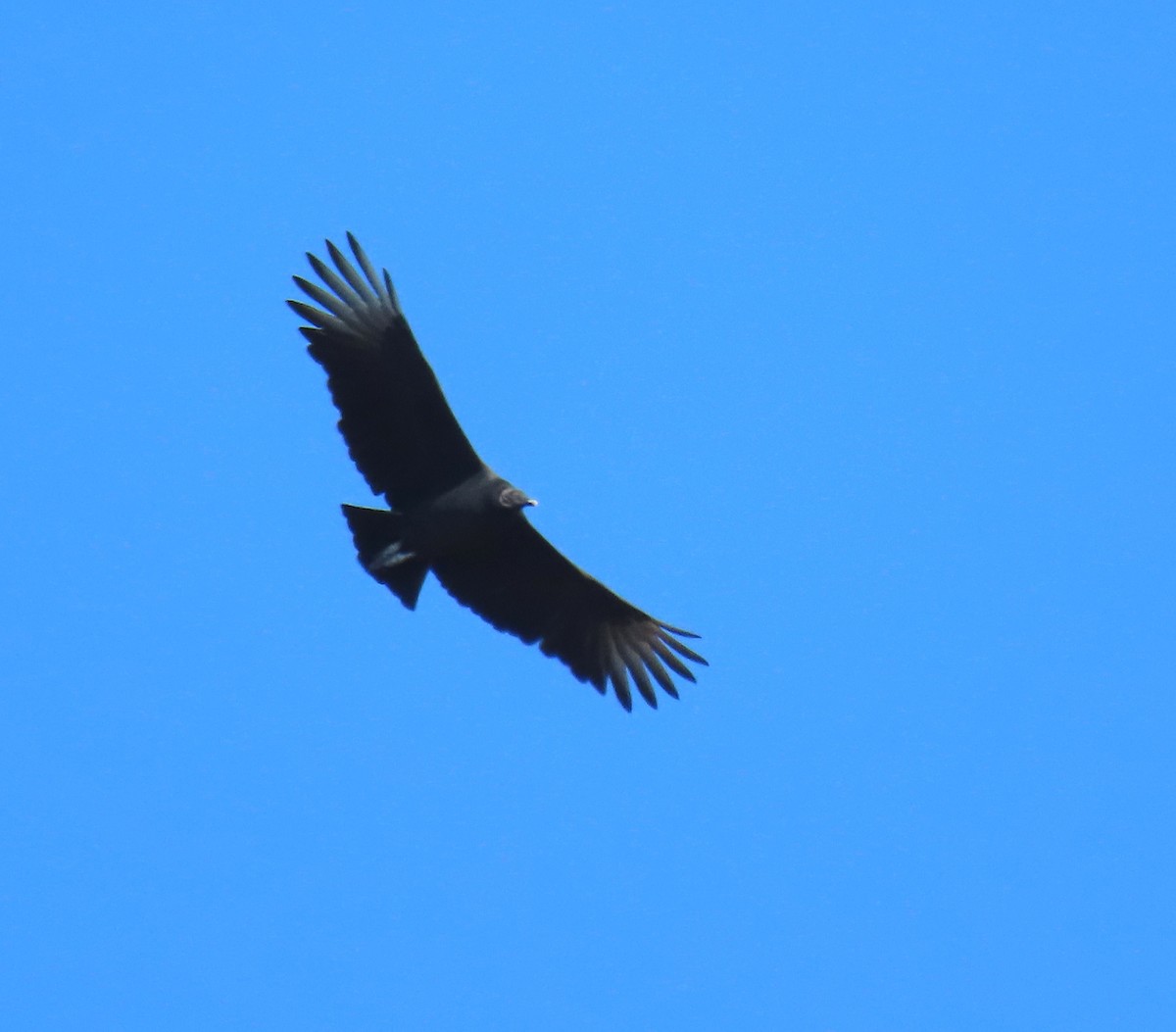 Black Vulture - ML387462101