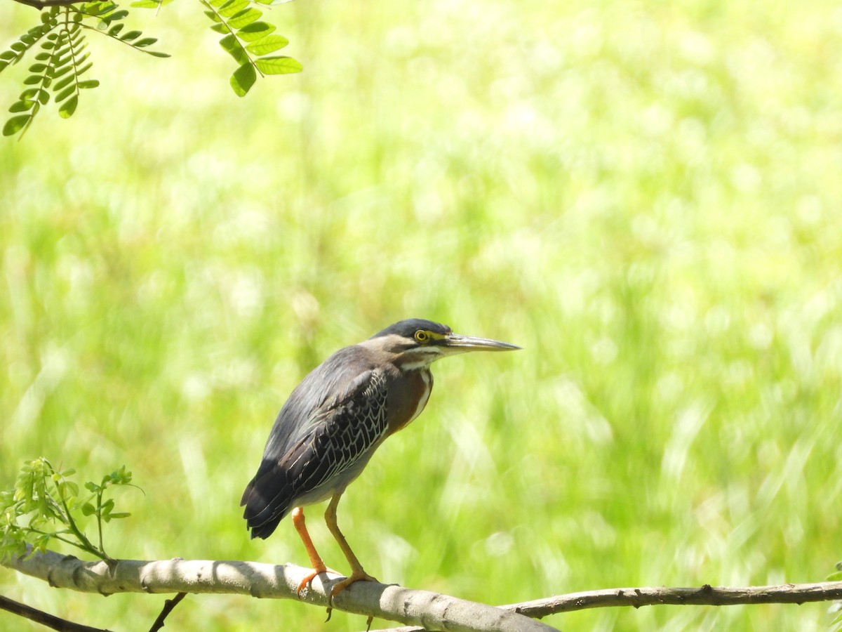 Striated Heron - Andrés Olmos Sánchez