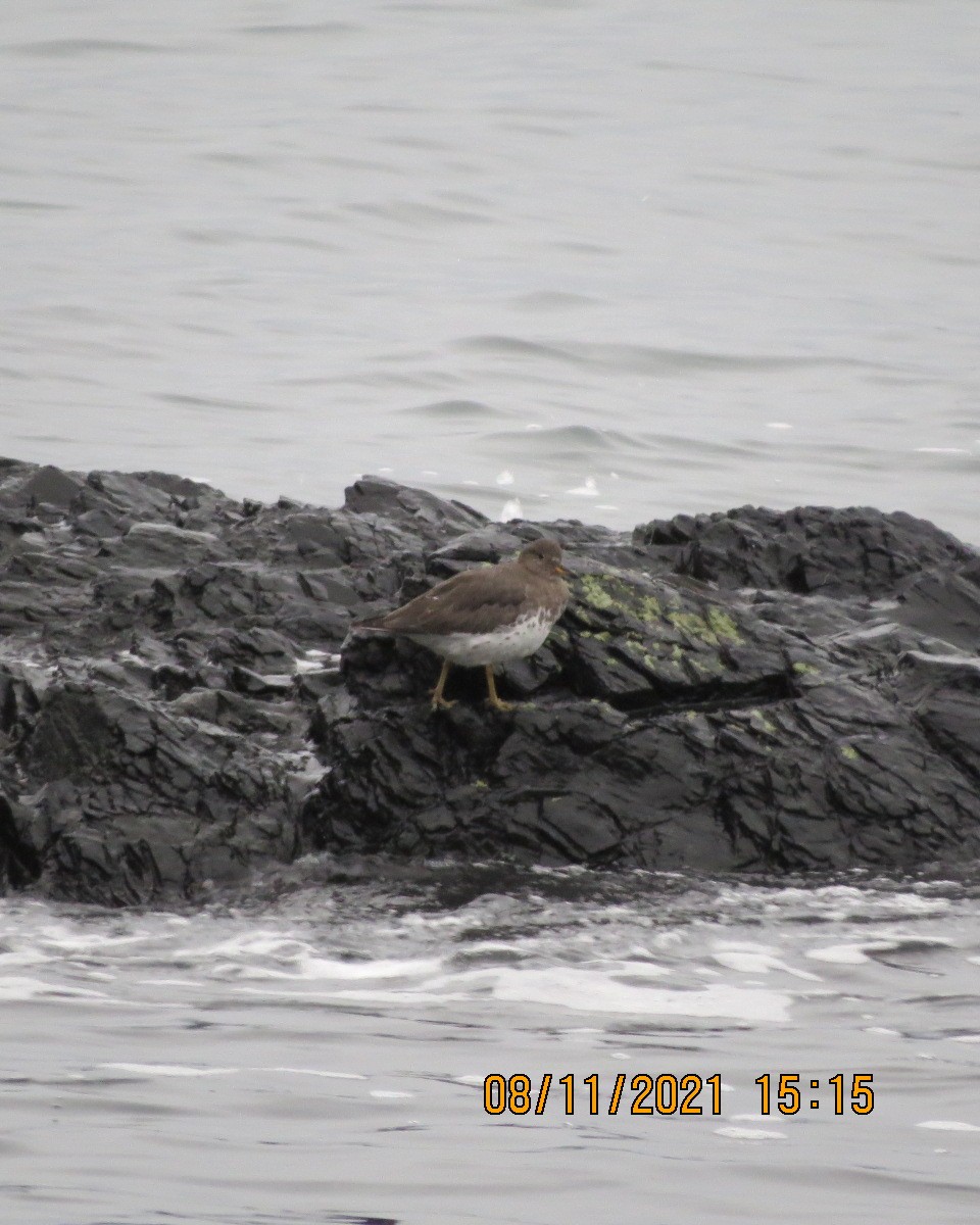 Surfbird - Gary Bletsch