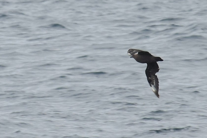 South Polar Skua - Tim Lenz