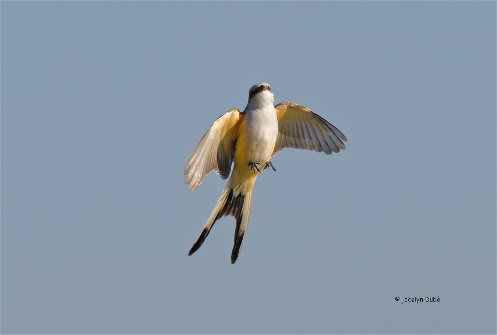 Scissor-tailed Flycatcher - ML387464351