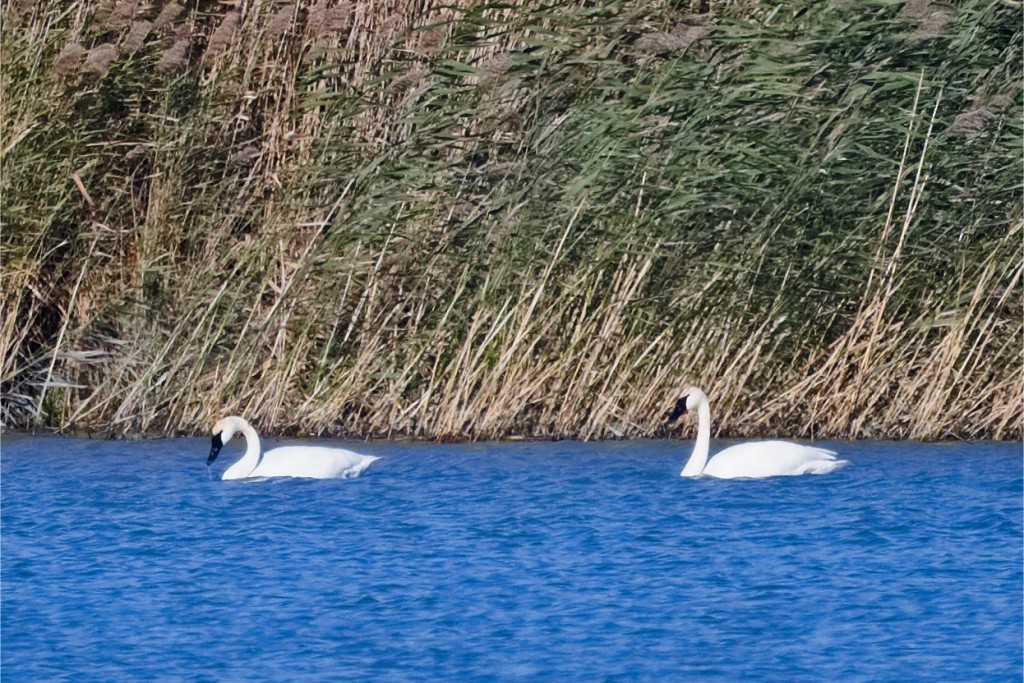 Trumpeter Swan - ML387464541