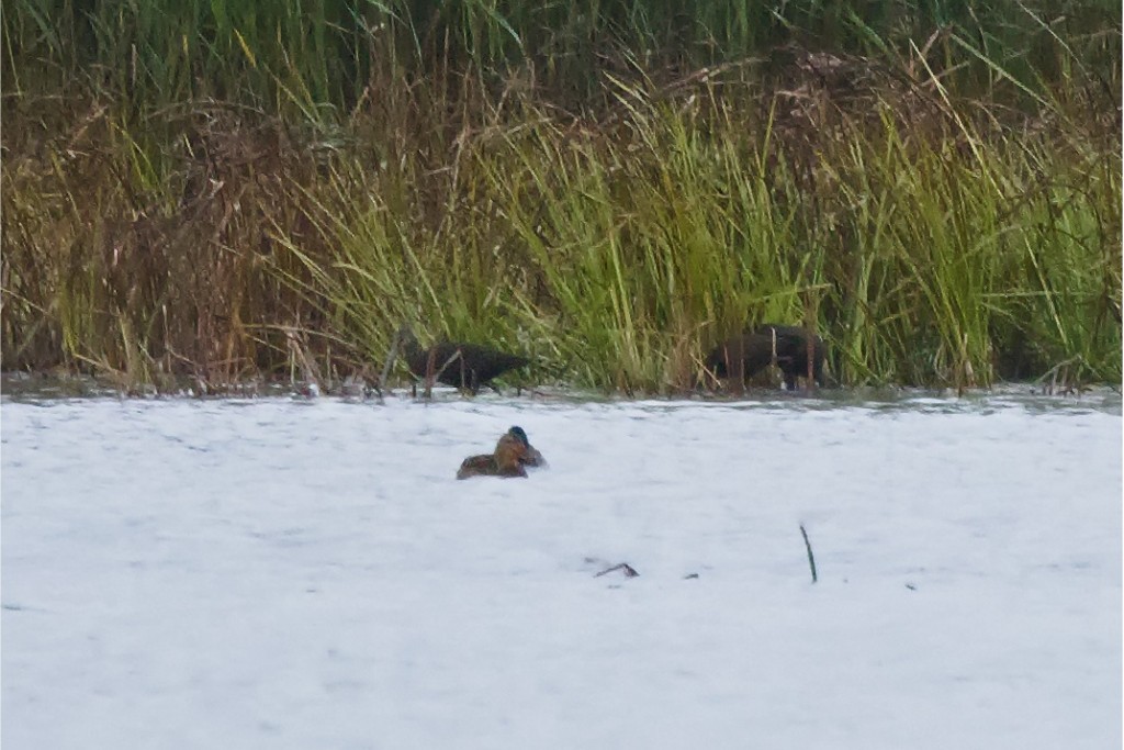 White-faced Ibis - Jocelyn Dubé