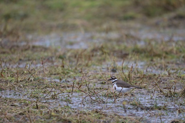 Killdeer - ML387467531