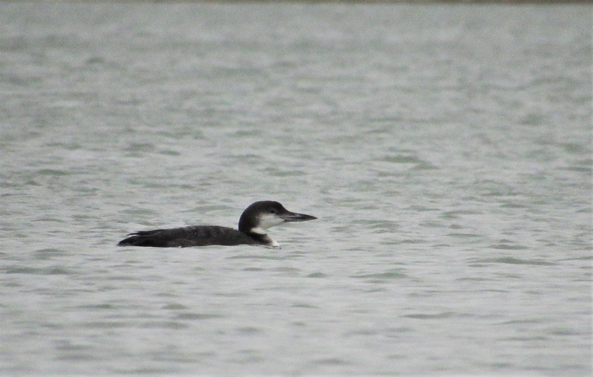 Common Loon - ML387467881