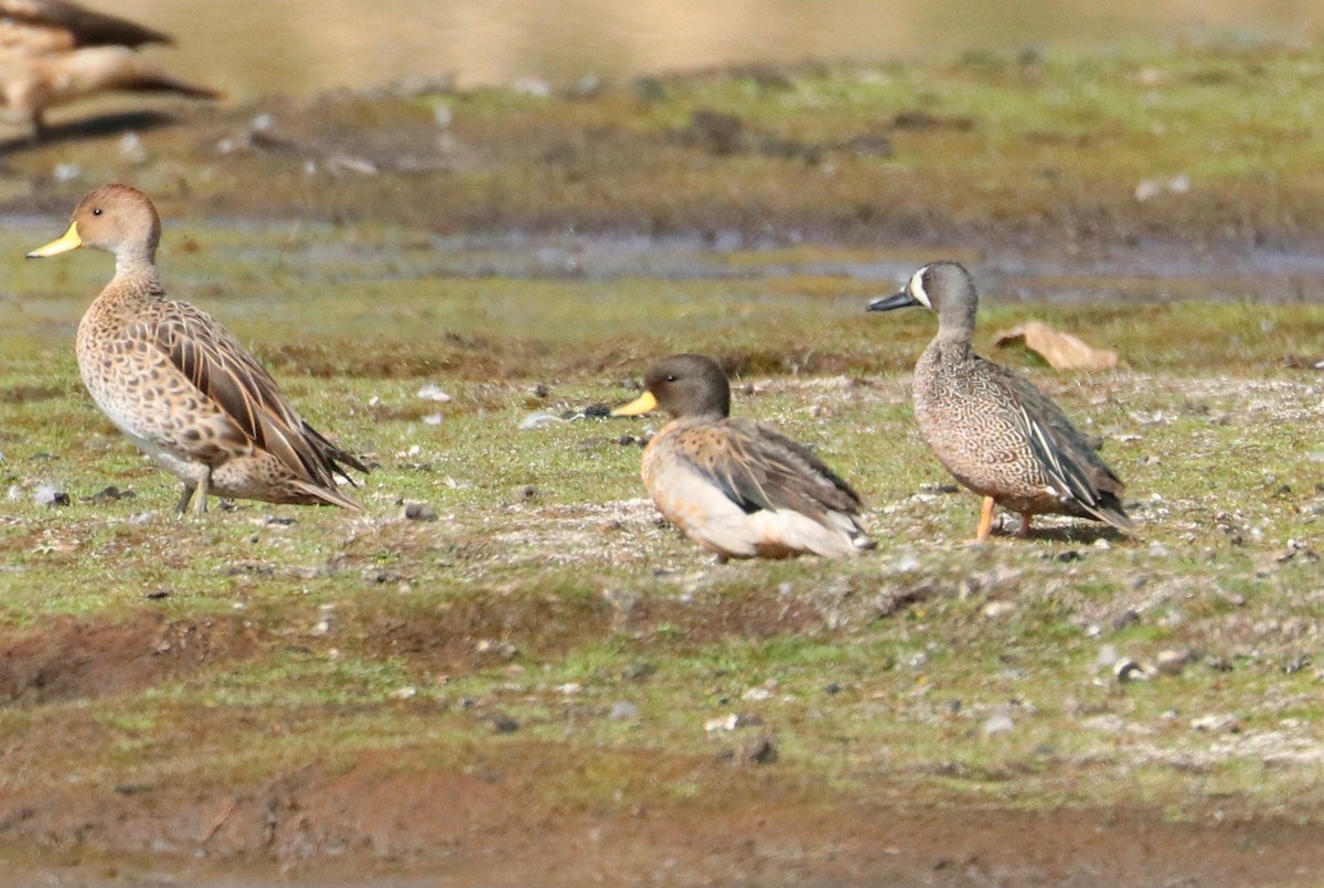 Blue-winged Teal - ML387469511