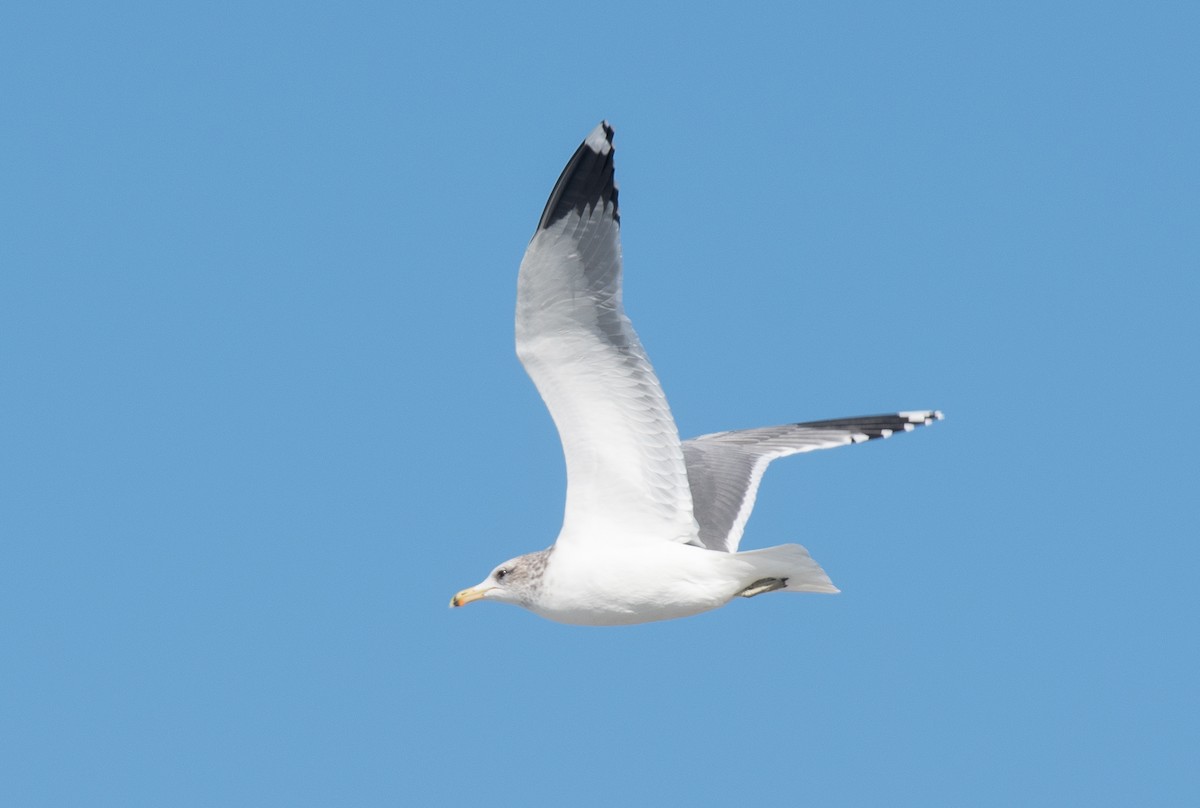California Gull - ML387471371