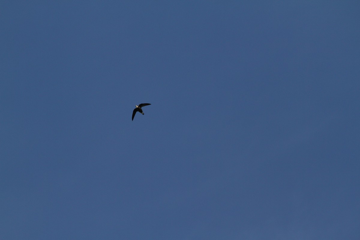 White-throated Needletail - ML387475941