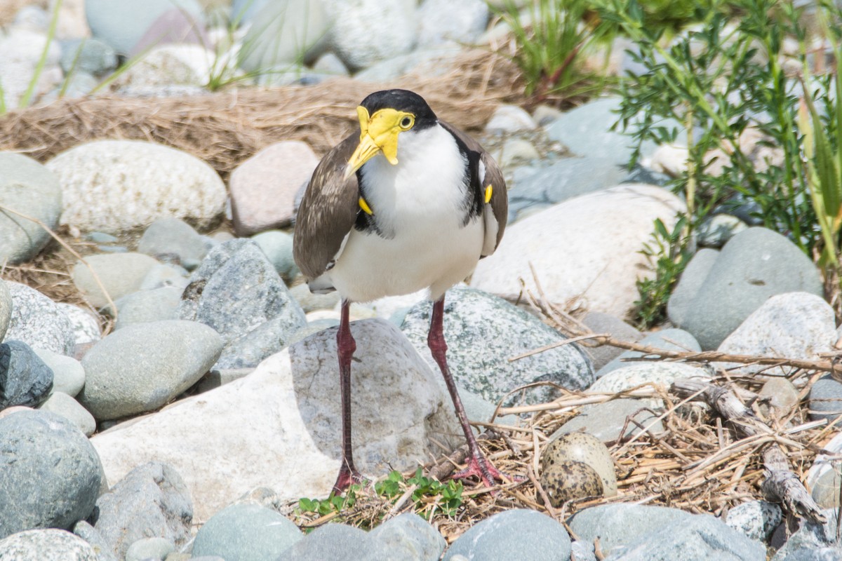 Masked Lapwing - ML387476151