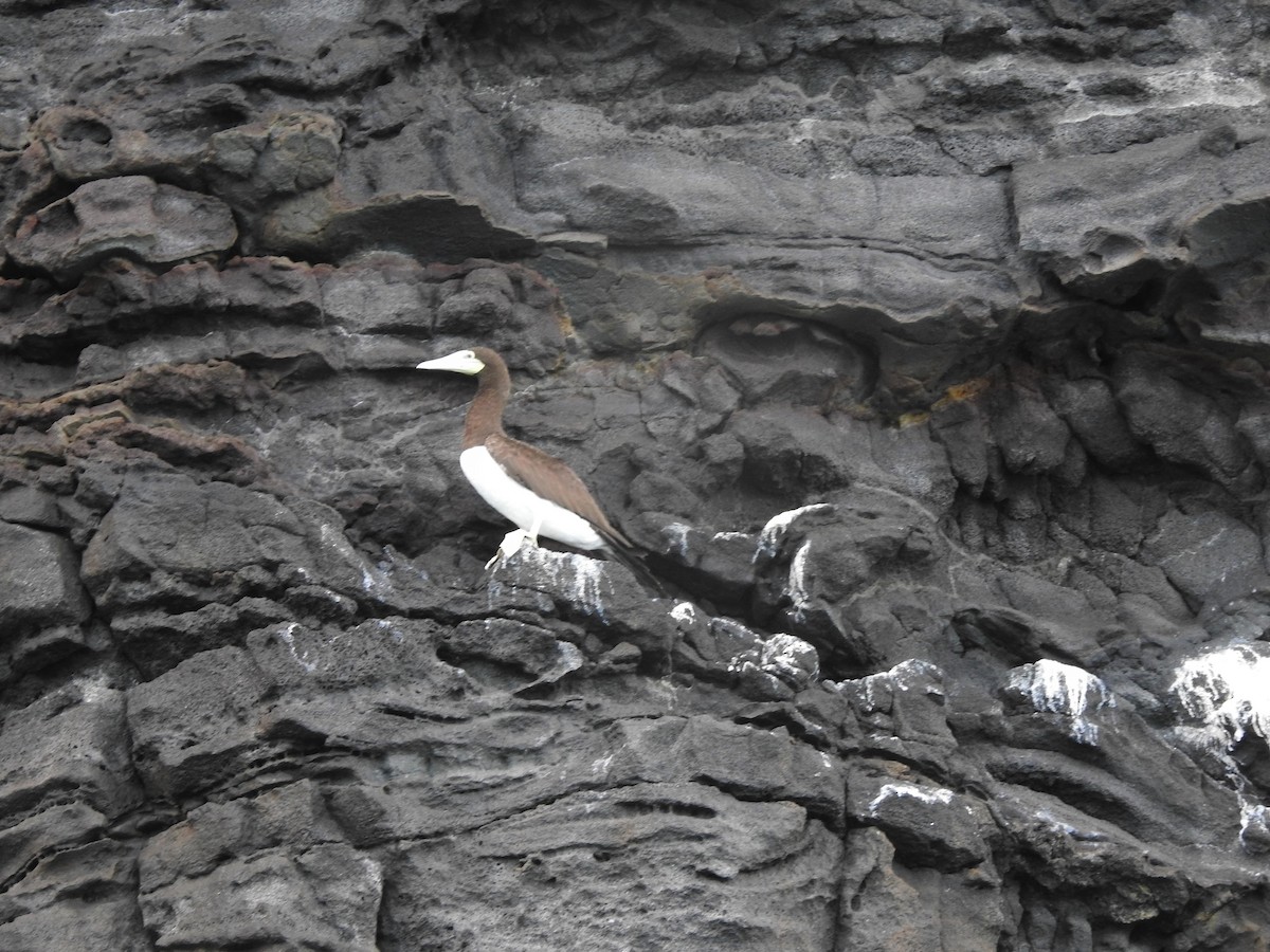 Brown Booby - ML387477021