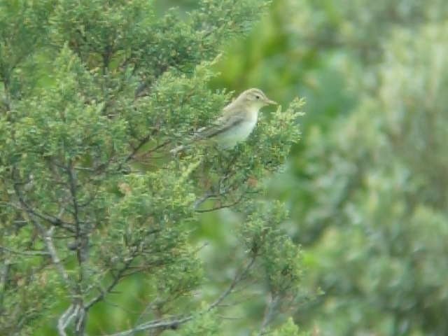 Icterine Warbler - Rob Martin