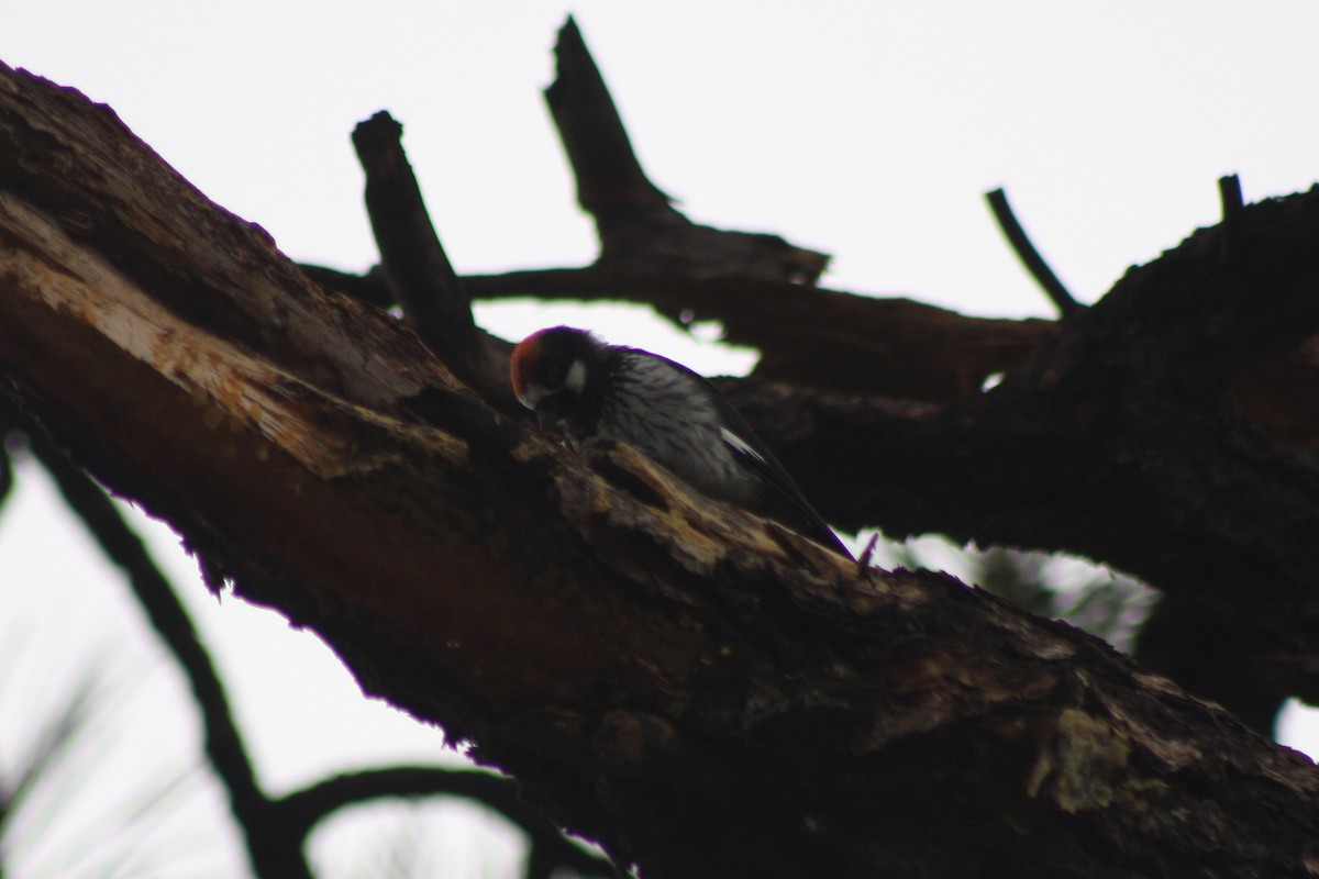 Acorn Woodpecker - ML387477831