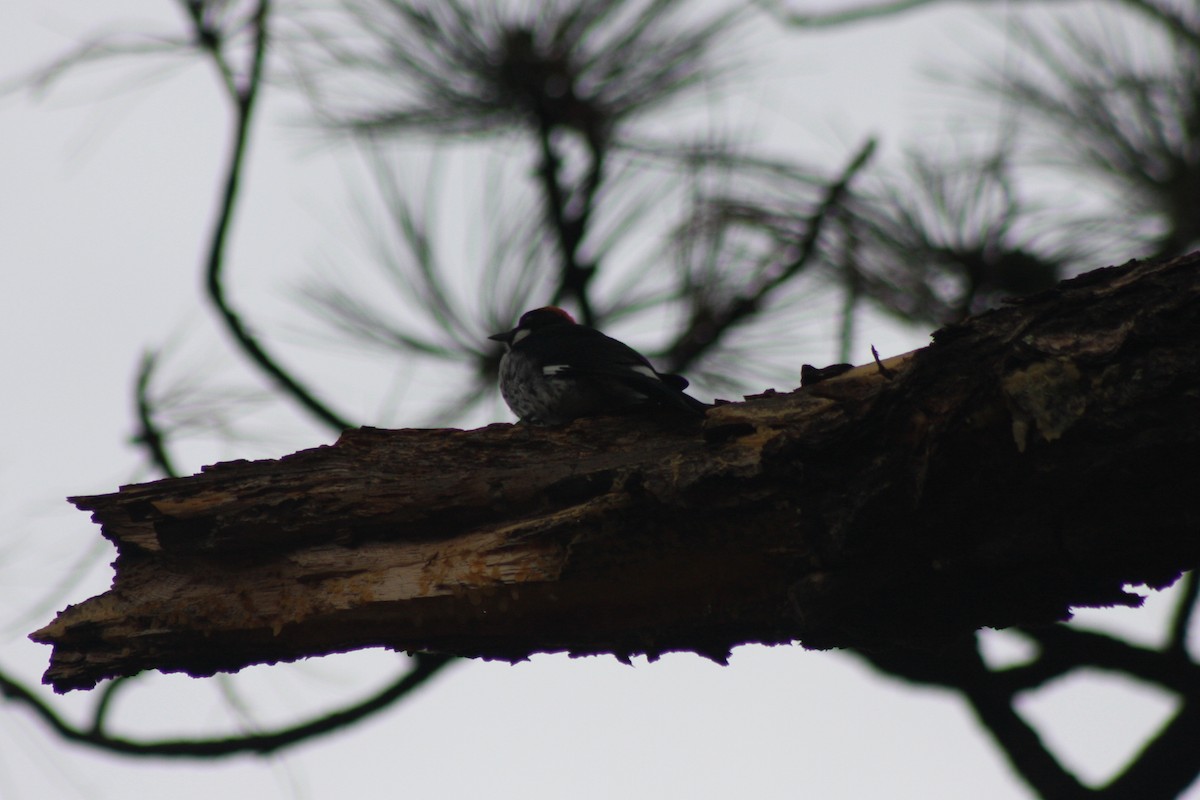 Acorn Woodpecker - ML387477841