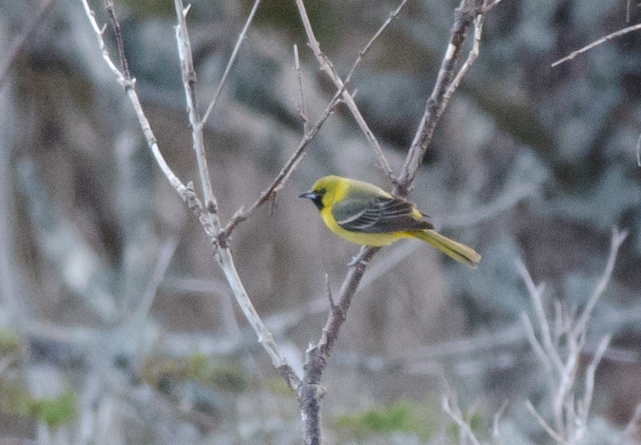 Orchard Oriole - ML38747851