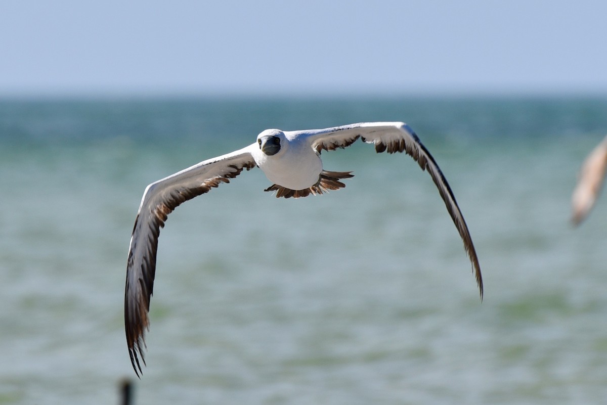 Masked Booby - Ashley Scarpa