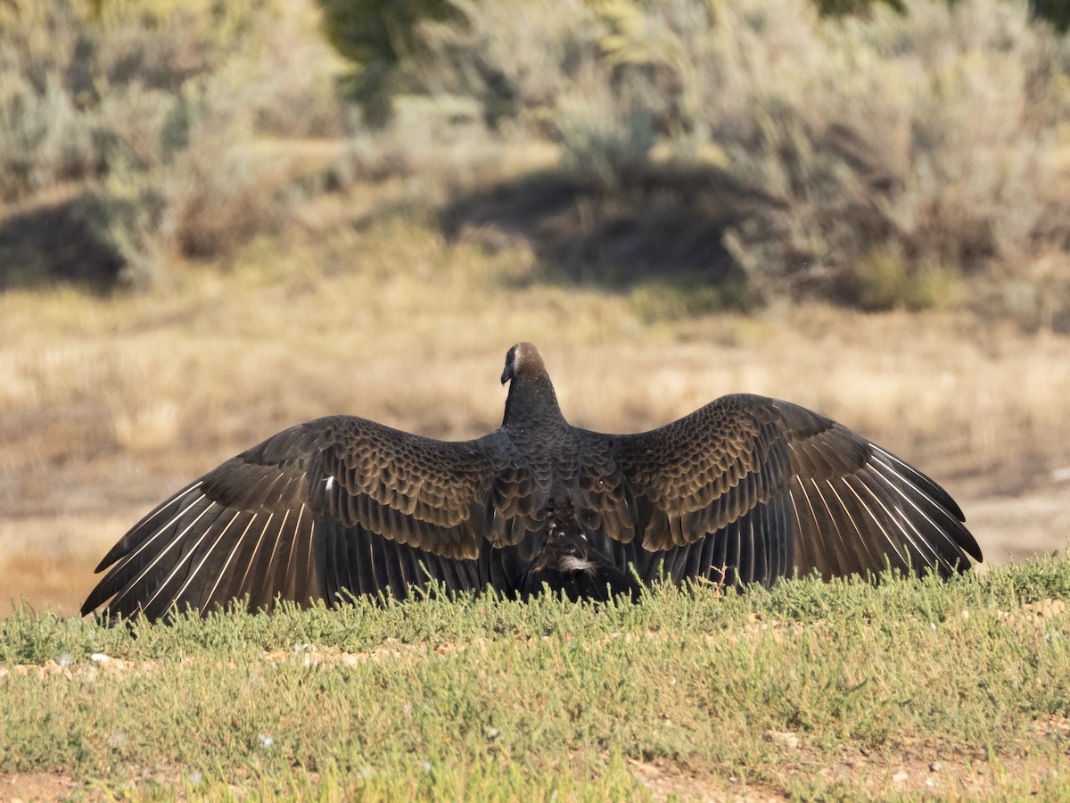 Turkey Vulture - ML387480391