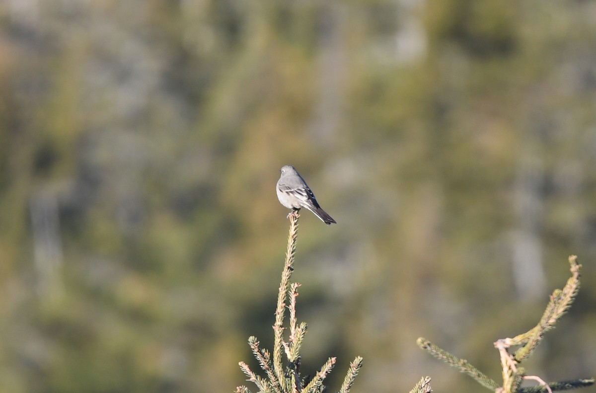 Townsend's Solitaire - ML387481381