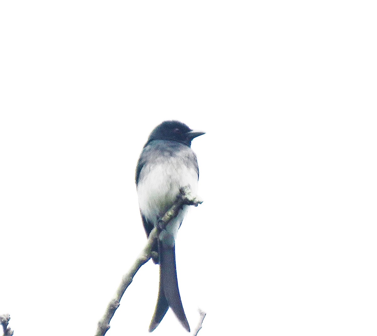 White-bellied Drongo - Holly Sweeney