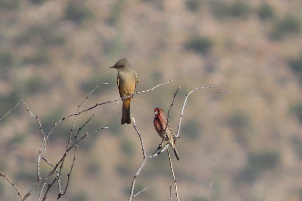 Say's Phoebe - Susan Benedict