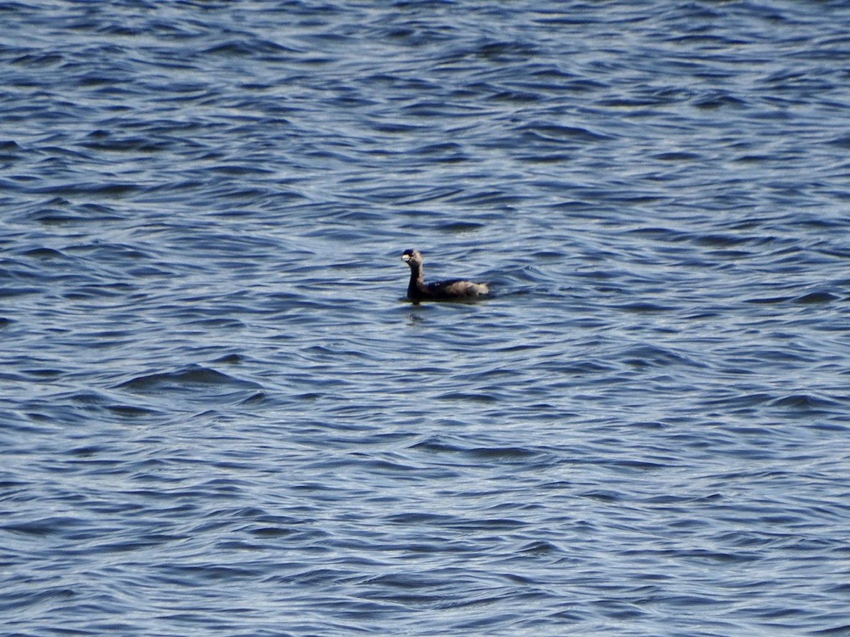 Pied-billed Grebe - ML387482281