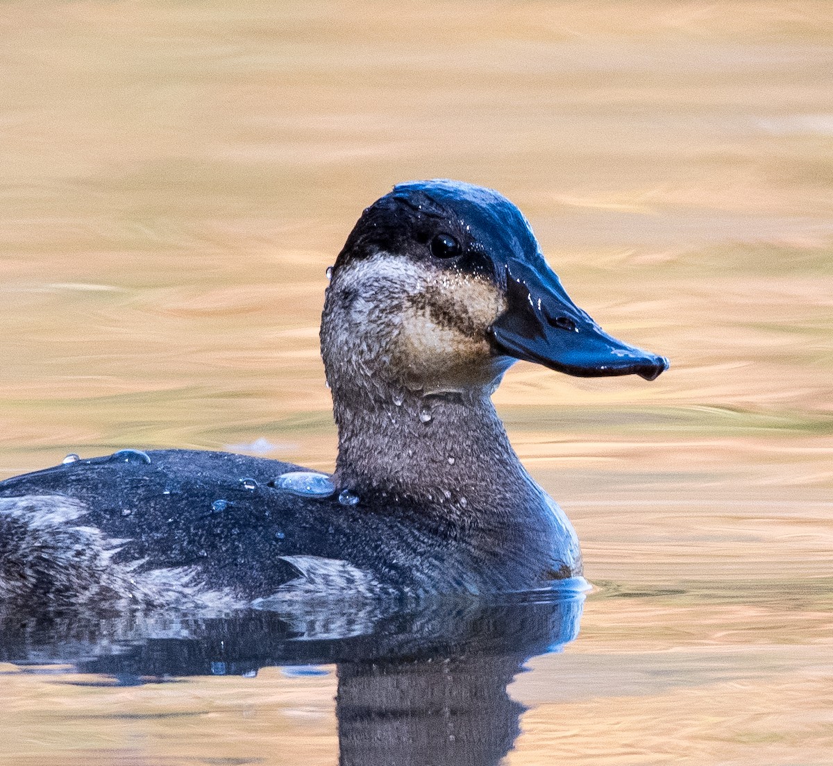 Ruddy Duck - ML387485221