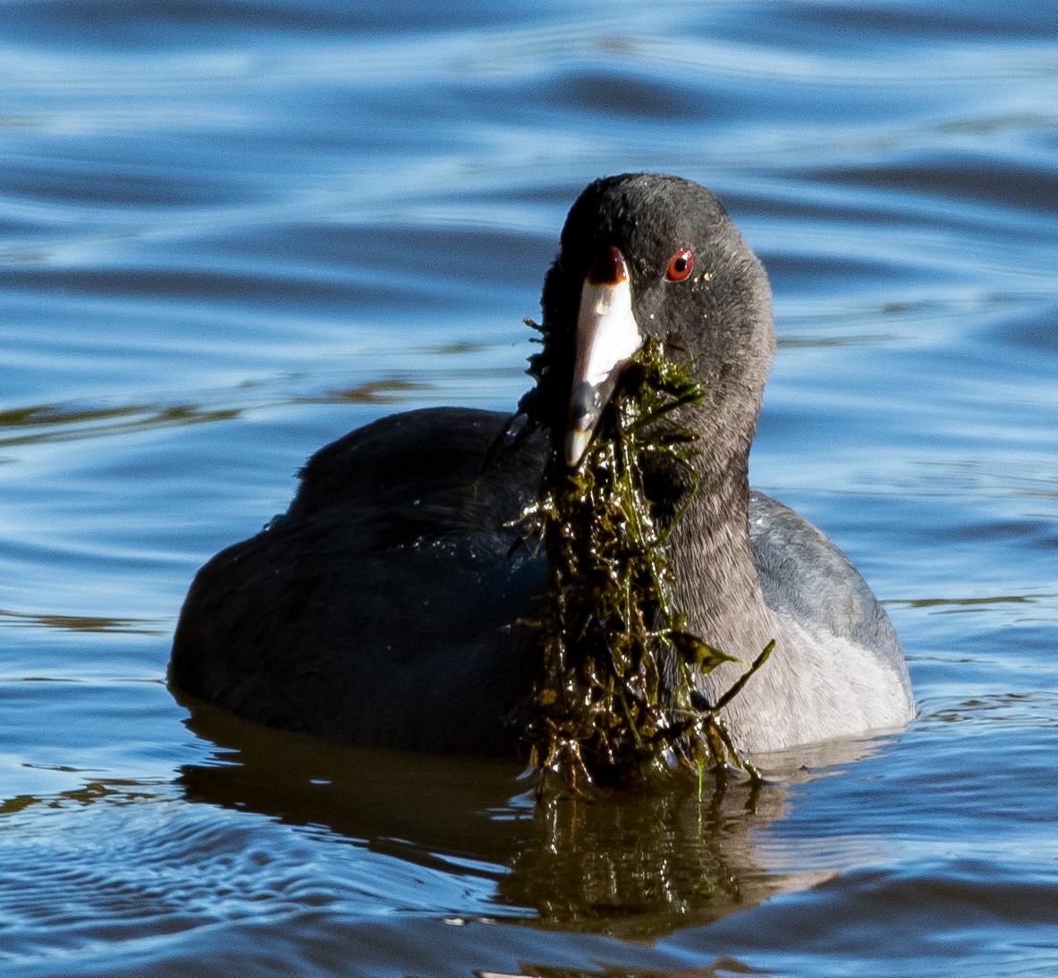 American Coot - ML387485341