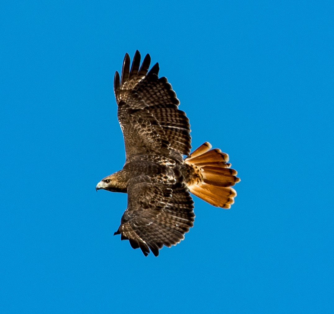 Red-tailed Hawk - Liling Warren
