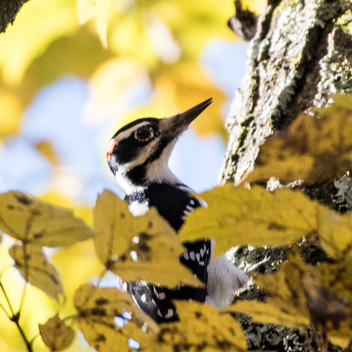 Hairy Woodpecker - ML387485491